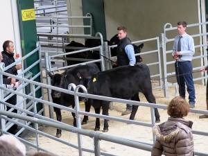 5. Aberdeen Angus Auktion 2016 in Wertingen