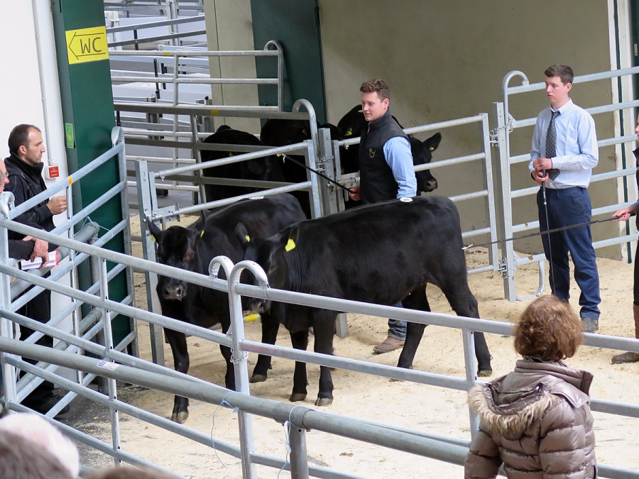 5. Aberdeen Angus Auktion 2016 in Wertingen