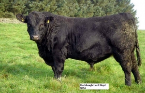 BLACKHAUGH LORD HOYD G694