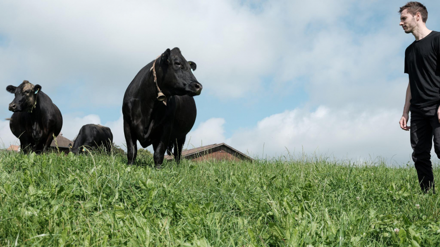 Nachhaltig! Arnold &amp; die Swiss Black Angus