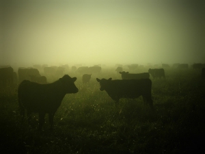 GMF und Genetik für Bio-Weide-Beef