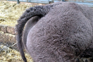 Anpassungen im Farbreglement und Doppellenderstatus bei den Herdebuchtieren der Rasse Angus